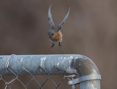 Mountain Bluebird Pic 4