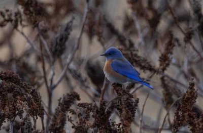 Mountain Bluebird Pic 9