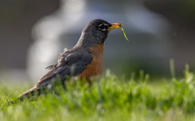 Lakeside Robin Pic 1