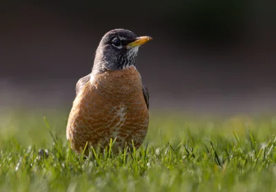 Lakeside Robin Pic 2