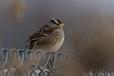 White Crowned Sparrow Pic 1